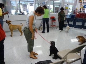 Puppy Training Miami