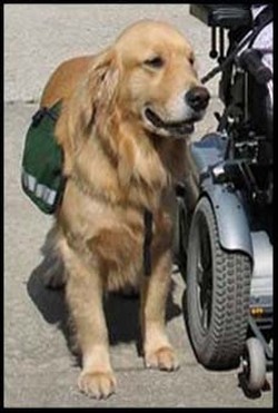 Service Dog Training with Rose Lesniak Dog Trainer, Miami, FL